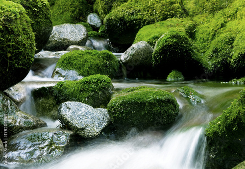 Peaceful nature stream  New Zealand.