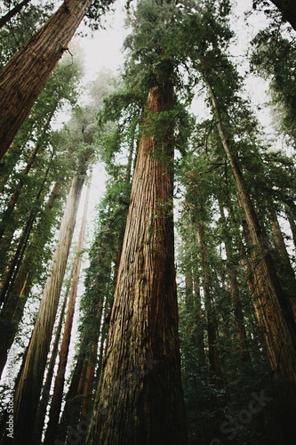 Giant Redwood tree. photo