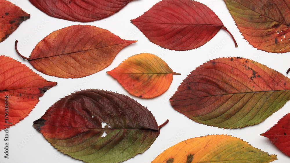 Fototapeta premium 紅葉 落ち葉