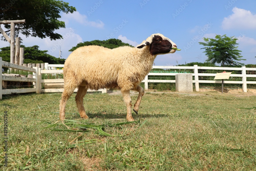 Fototapeta premium Sheep on the farm
