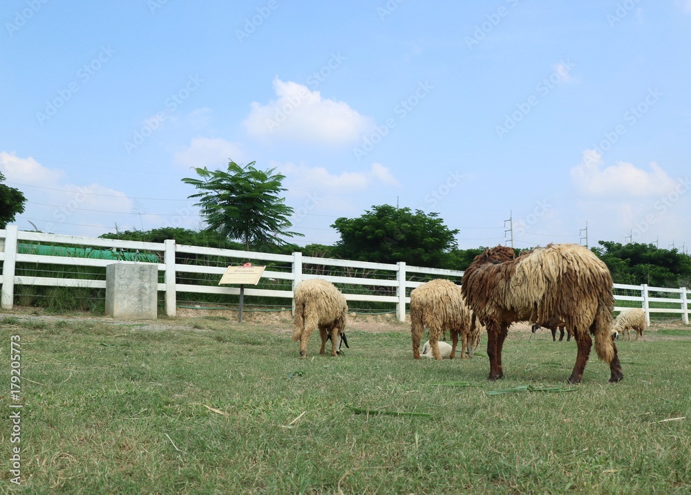 Fototapeta premium Sheep on the farm