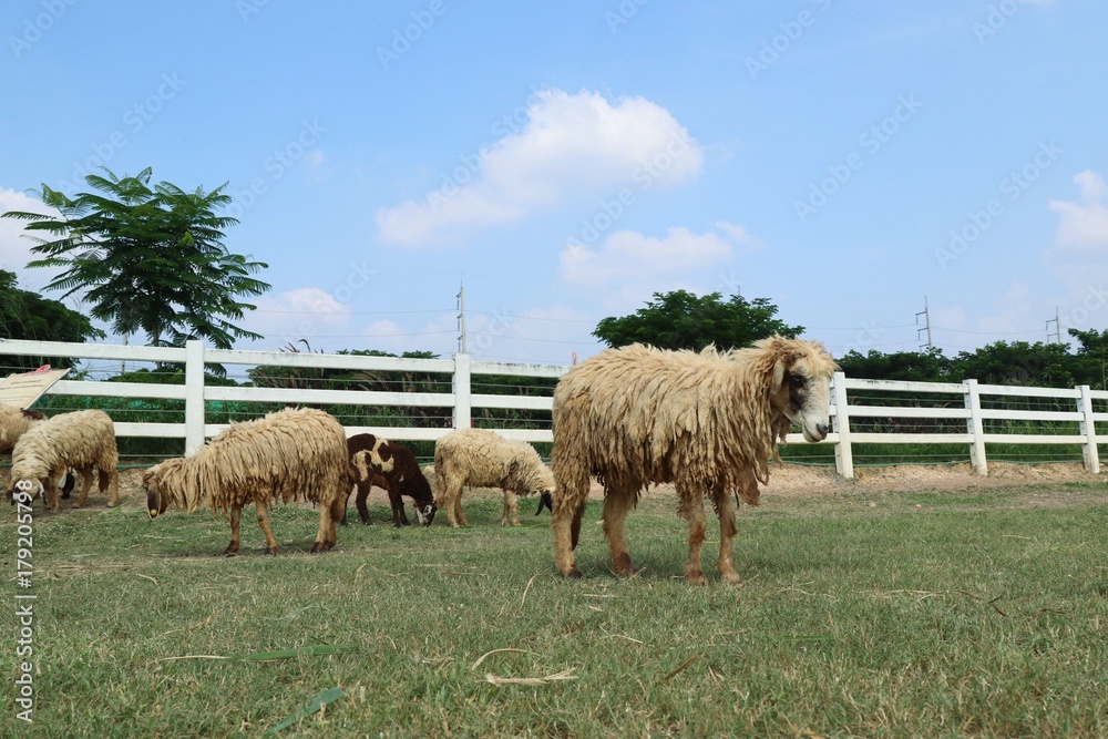 Obraz premium Sheep on the farm