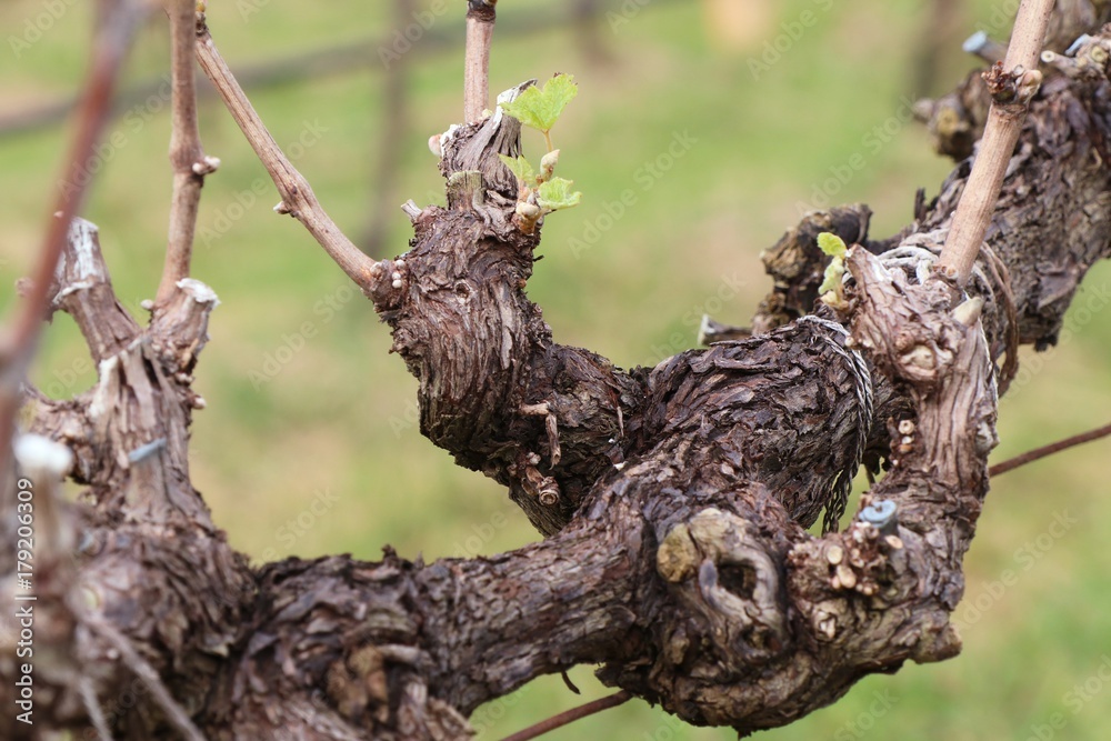 Grape leaves new sprouting Grape leaves new sprouting