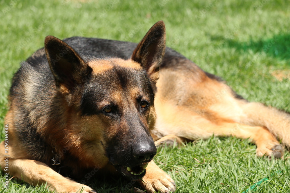 german shepherd posing for the camera german shepherd posing for the camera