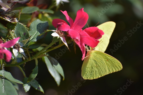 Butterfly Feeding