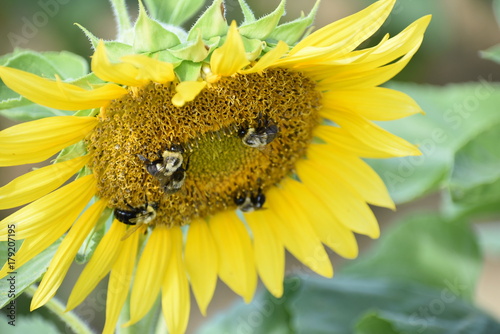 Pollinating
