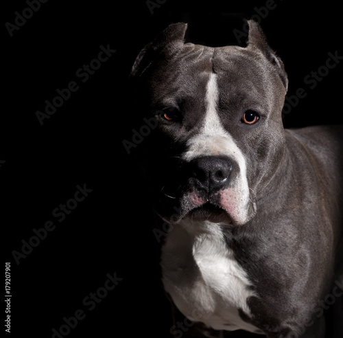 Amstaff portrait