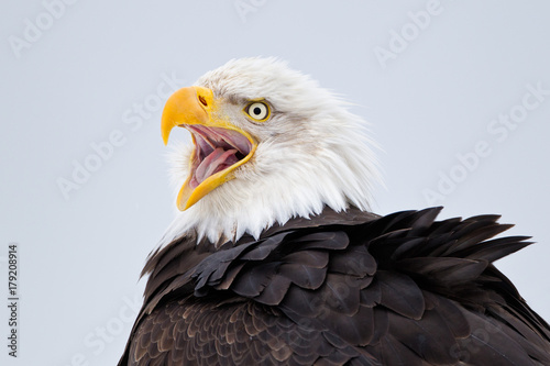 Close up of bald eagle screaming against clear sky