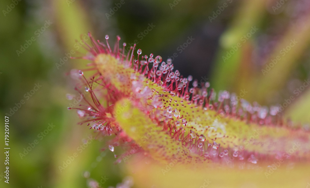 Drosera Capensis close-up view.