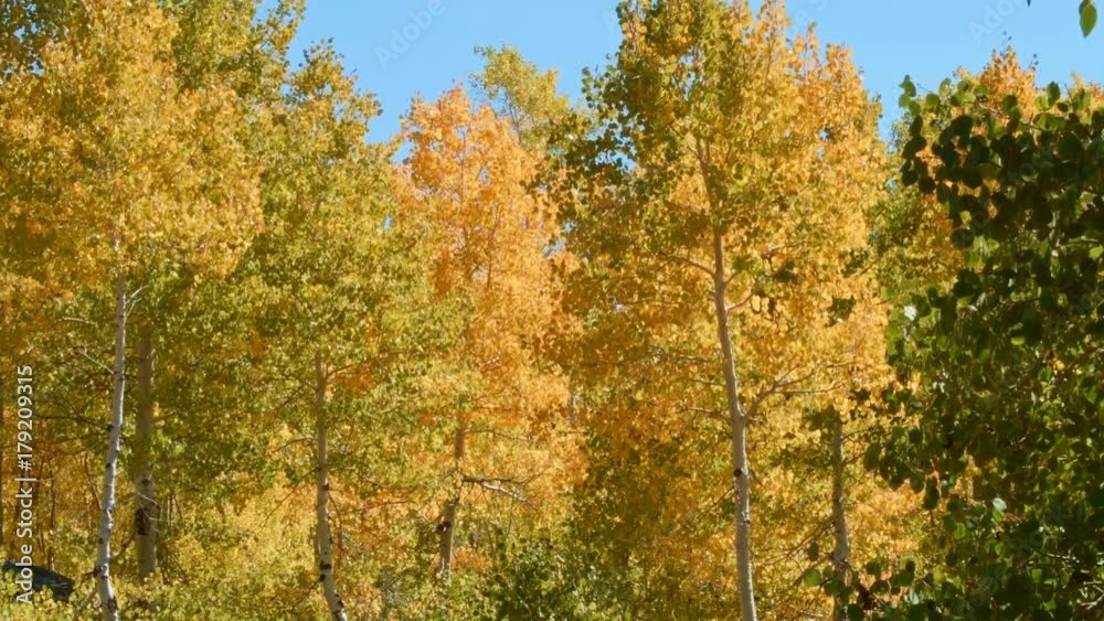 Fall leaves and trees Aspens Steens Mountain Near malheur Wildlife Refuge 7 Fall leaves and trees Aspens Steens Mountain Near malheur Wildlife Refuge 7