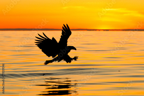 Silhouette bald eagle trying to catch fish while flying over sea photo