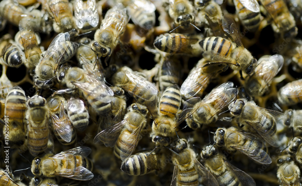 Honey Bees Honey Bees
