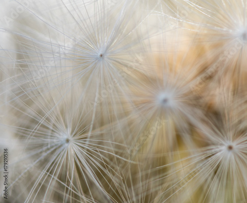 Macro of Large Dandelion