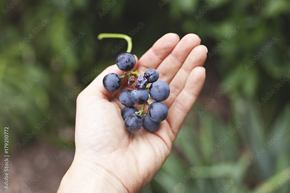 a hand holds a bunch of organic shiraz grape ripen on a grape vine in a suburban backyard a hand holds a bunch of organic shiraz grape ripen on a grape vine in a suburban backyard