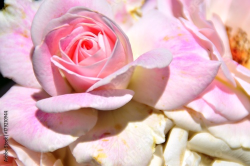 Soft pinks in a rose garden