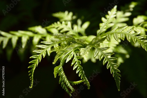 Fern in contrast
