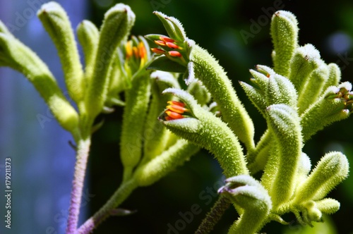 Kangaroo Paw starting to bloom