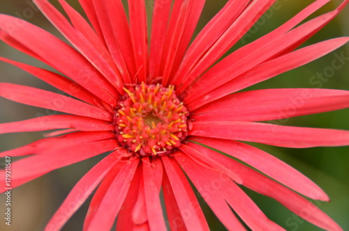 Not quite pink