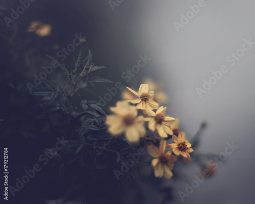 Yellow daisies against a grey background