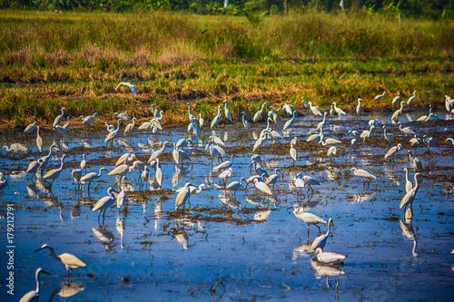 Egret birds on rice field. © kowibhas