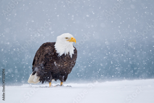 Bald eagle on snowy landscape during snowfall photo