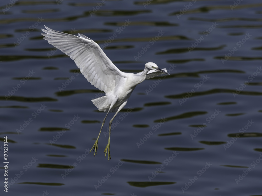 Little Egret Landing Little Egret Landing