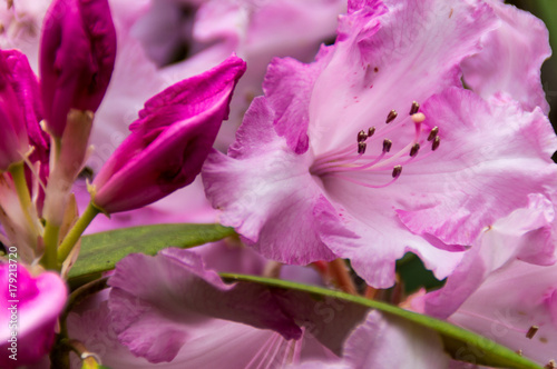 Pink Rhododendrons