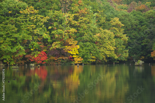 Colourful autumn leaves in Japan