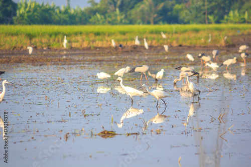 Egrets birds on rice field © kowibhas