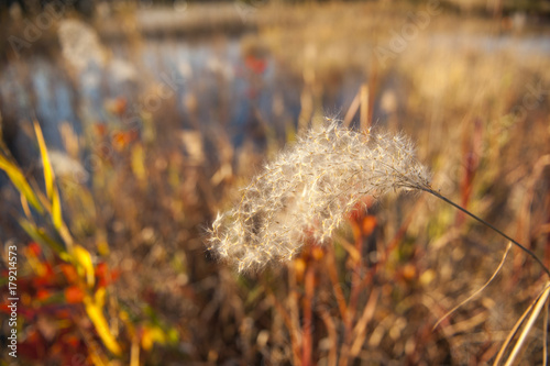 Japanese silver grass in park background.