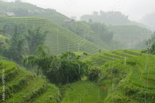 Rice terraces in the rain