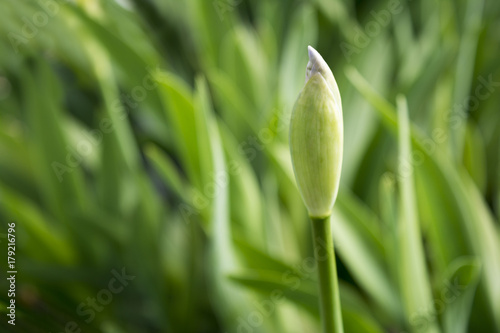 Fototapeta Naklejka Na Ścianę i Meble -  White Iris Bud (Landscape Orientation)