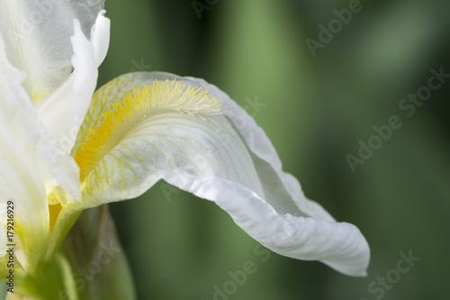 Fototapeta Naklejka Na Ścianę i Meble -  White Iris with Yellow Beard (Possibly Frequent Flyer)