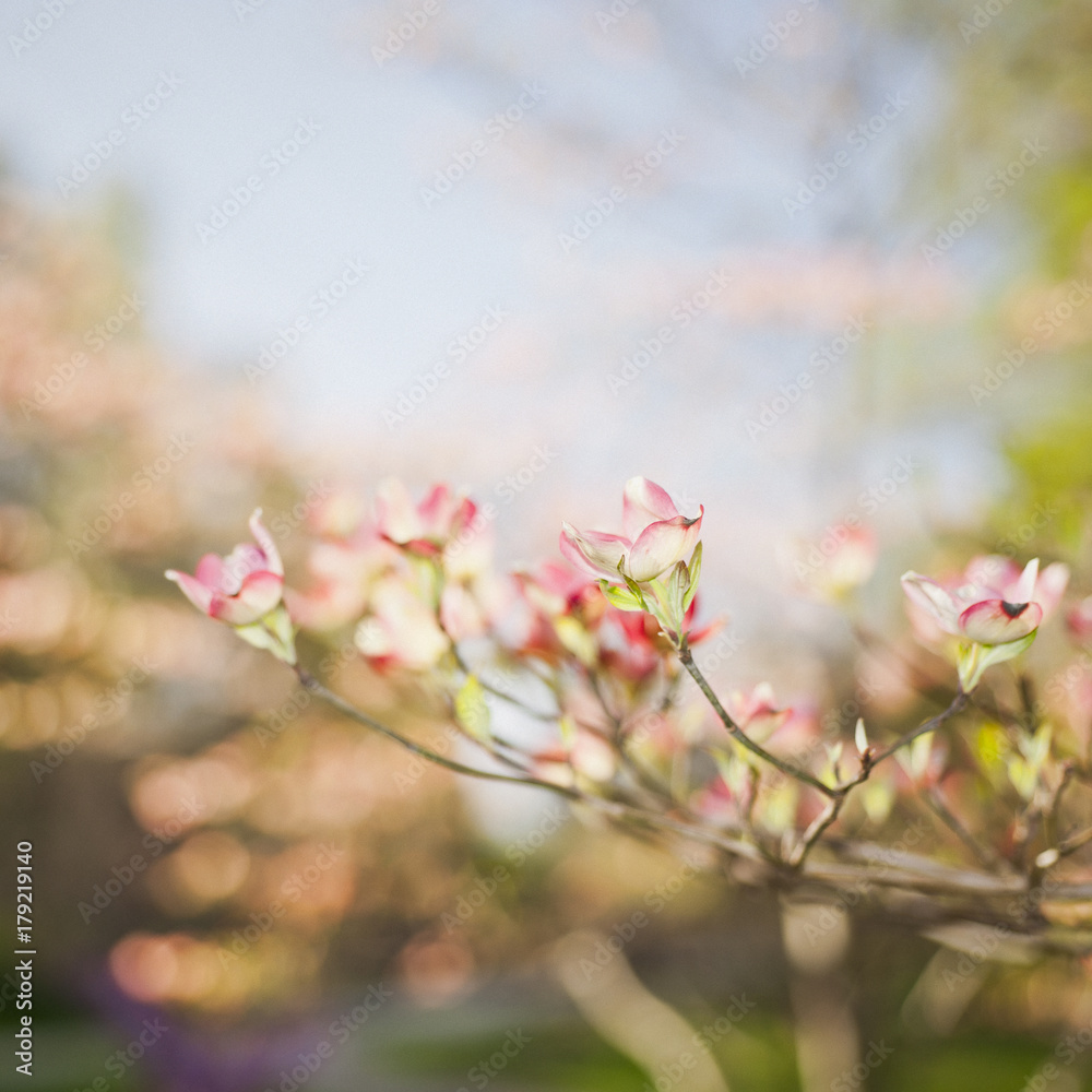 Spring Dogwood Blossoms Spring Dogwood Blossoms