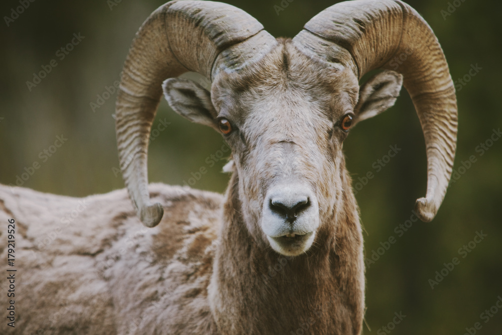 Bighorn Sheep Face Bighorn Sheep Face