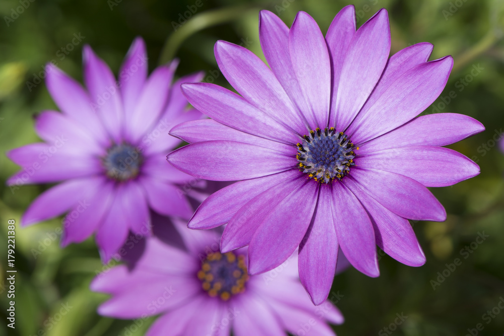 Three Osteospermum Ecklonis - Pink / Purple Colour Three Osteospermum Ecklonis - Pink / Purple Colour