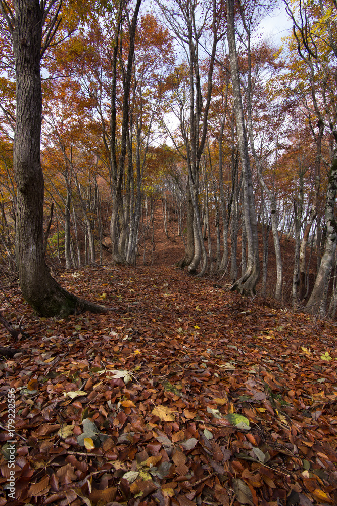 落ち葉が広がるブナの森のハイキングルート、縦