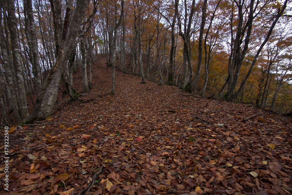 ブナの落ち葉が広がるハイキングルート