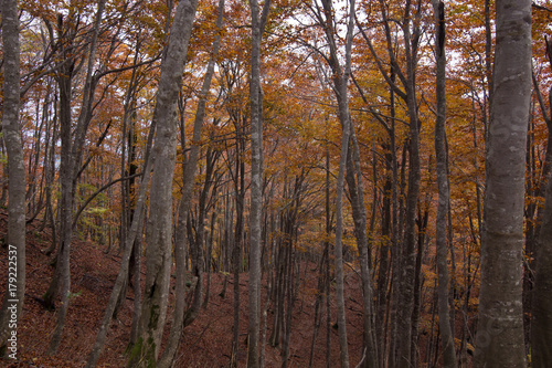 黄葉に包まれた深いブナの森
