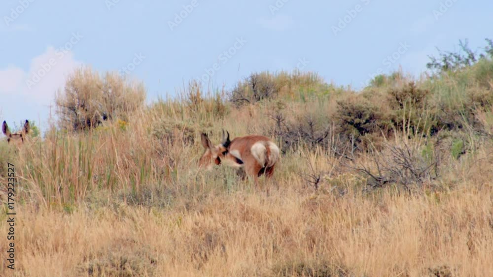 Hidden pronghorn rises up Pronghorn Antelope Hart Mountain National Antelope Refuge 161