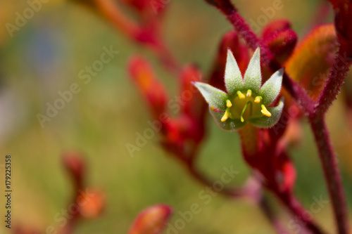 Fabulous close-up of a flowering Kangaroo Paw plant.
