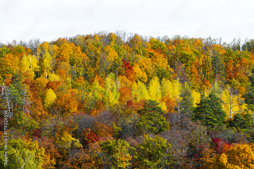 Top view of a beautiful colorful autumn forest.
