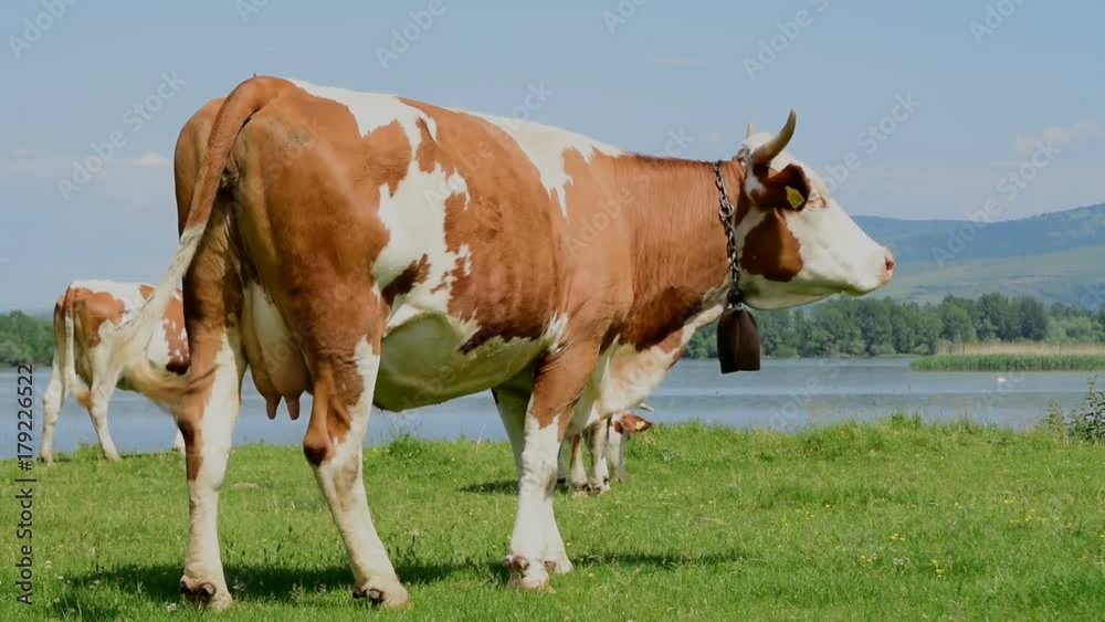 Beautiful scene of grazing cow;red holstein cow grazing by the lake Beautiful scene of grazing cow;red holstein cow grazing by the lake