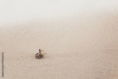 Swift Land Crab on the white beach, Phuket Thailand