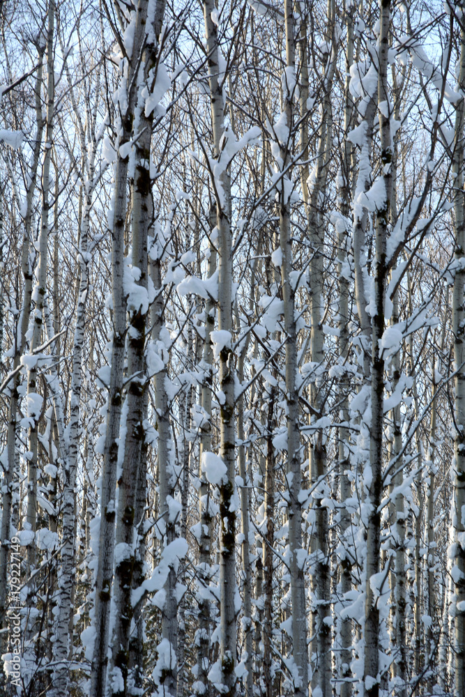 Fototapeta W zimowym lesie wśród pokrytych śniegiem drzew wieczorem.