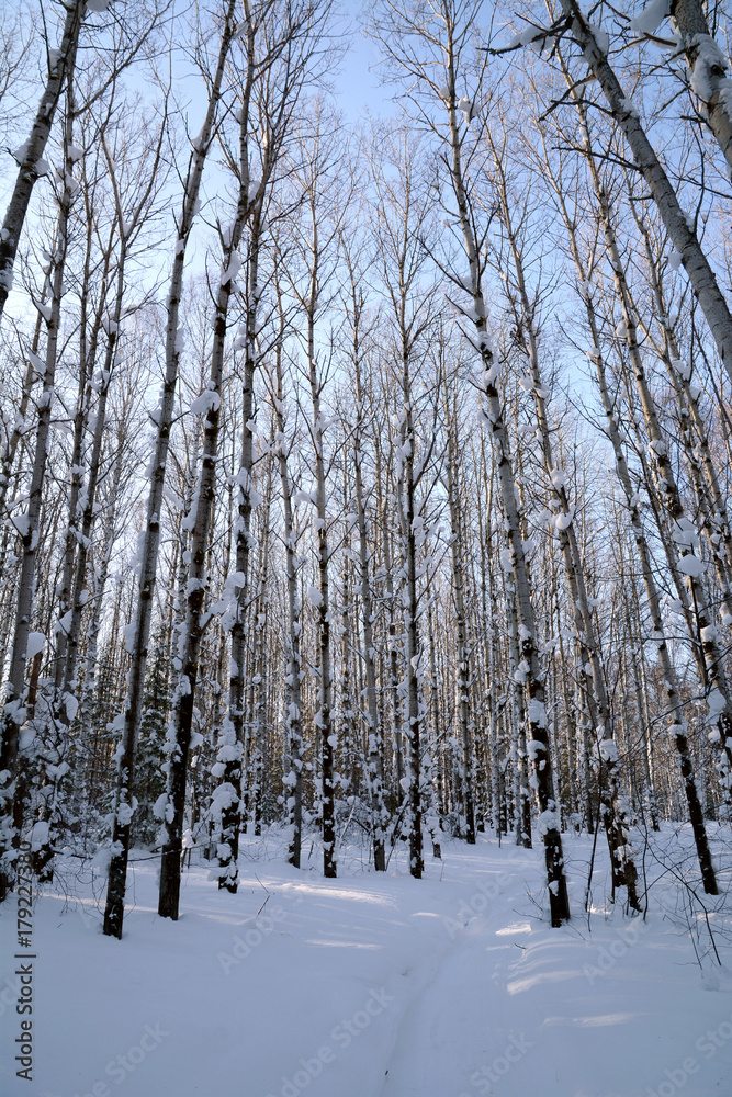 In the winter forest among the snow-covered trees at the evening time.