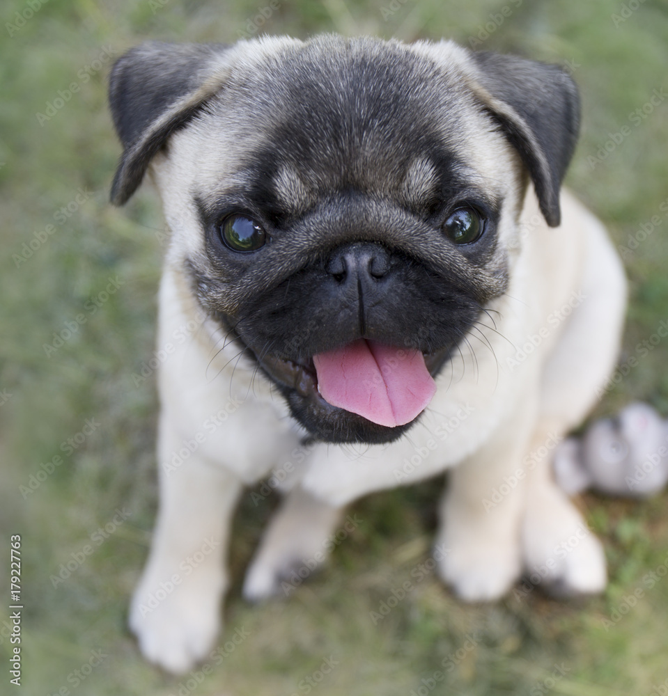Little pug shows his pink tonque. Puppy playing. Portrait of a dog on a blurred background.