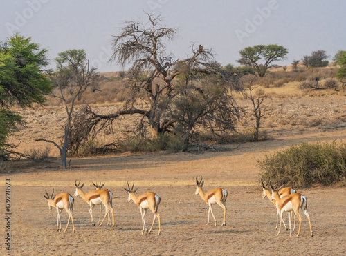 Female Springbok Herd