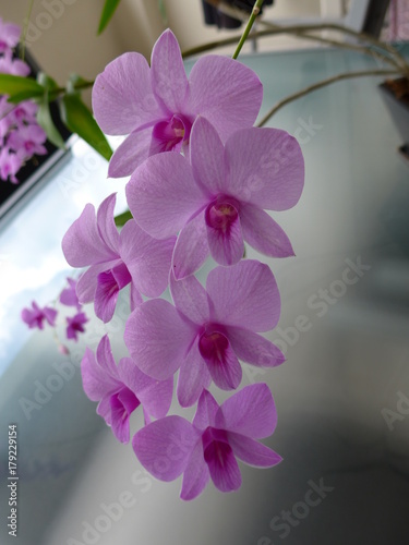 Colourful Orchids