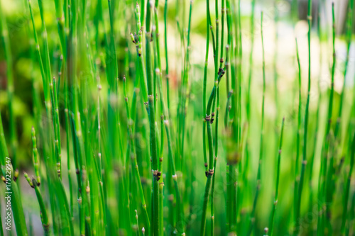 Creative layout made of green leaves  Nature concept